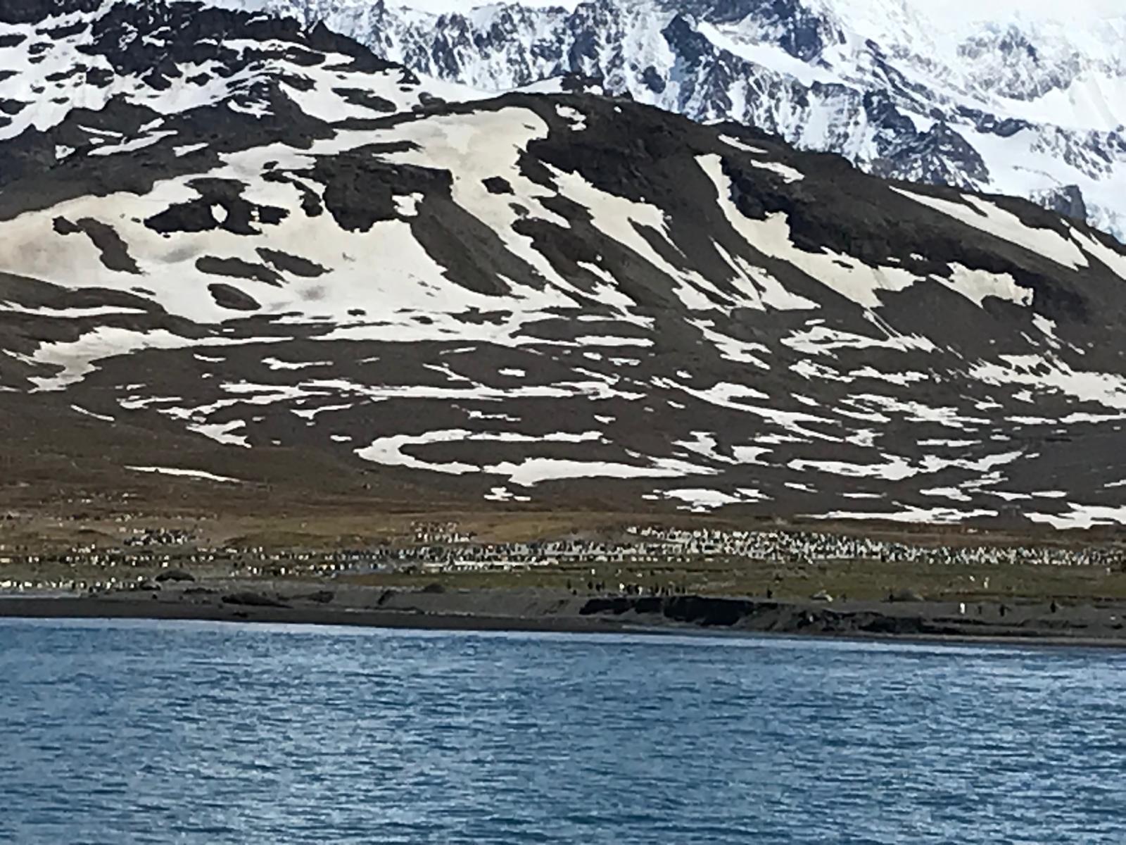 A king penguin colony below a scree and snow slope. The pale band along the shore is birds, packed to the waterline.